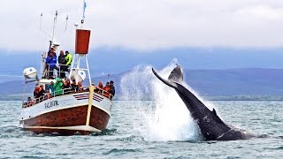 Whale Watching Húsavík Iceland – Walbeobachtung Island [upl. by Yerffoeg646]