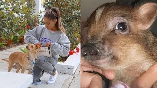 All of Ariana Grandes Pets 2019 [upl. by Ciri]