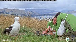 Its Time To Check The Weight Of The Royal Albatross Chick  DOC  Cornell Lab [upl. by Mayfield]