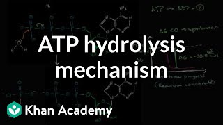 ATP hydrolysis mechanism  Energy and enzymes  Biology  Khan Academy [upl. by Tolley]