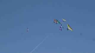 Swallow Flock Kite First Flight [upl. by Hallock]