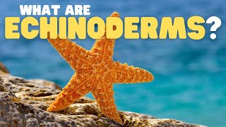 What Are Echinoderms  Learn all about the phylum of starfish sea urchins and sea cucumbers [upl. by Kapor]