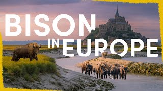 How the return of the Bison will transform Europe [upl. by Treblih]