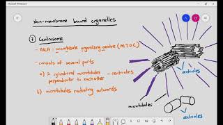 17 Ribosomes Centrosomes Cilia amp Microvilli Cambridge A level Bio [upl. by Marsiella]