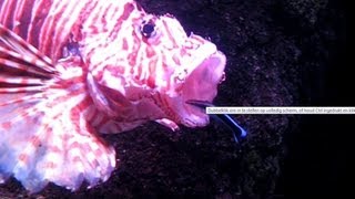 BRAVE Cleaner wrasse ENTERS MOUTH lionfish [upl. by Tocci12]