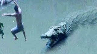 Natures Most Brutal Crocodile Attacks [upl. by Merkle]