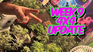 Vivosun 4x4 Grow Tent Week 9 Update Guava 420 Fast Buds [upl. by Kcireddor]