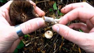 Mushroom agaricus silvaticus [upl. by Aisaim]