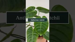 Care tips for Anthurium veitchii the King Anthurium 🪴🤴 shorts plants anthurium soltech [upl. by Egidius]