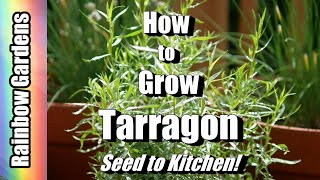 How to Grow Tarragon Seed to Kitchen Cuttings Care Dishes and More [upl. by Rem]