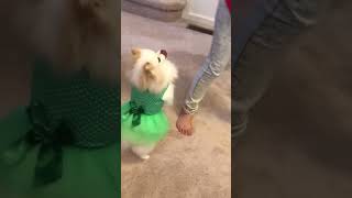 Happy holidays cute pomeranian happy dogs dance [upl. by Emanuel798]