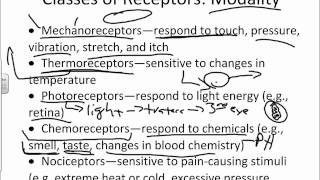 Overview and Classification of Sensory Receptorswmv [upl. by Alden]