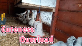 Alans Allotment 72 Cuteness Overload settled chicks [upl. by Uehttam486]