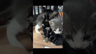 Kittens Get Rescued From a Roof [upl. by Seravat]