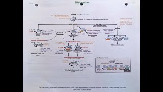 Histamine Intolerance Genetic Testing Points out Susceptibilities and a Plan [upl. by Rosette313]