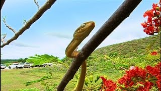 How These Snakes Caused Power Outages in Guam [upl. by Nneb]