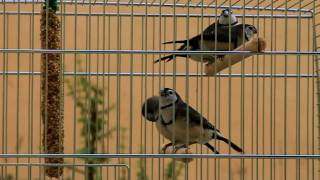 Owl Finches Meowing [upl. by Verda]