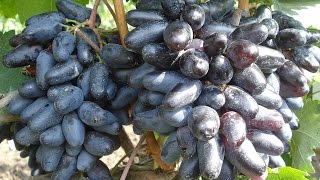 Виноград Джованни Grapes Dzhovanni Giovanni 2015 [upl. by Ynnhoj]