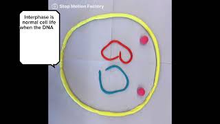 Mitosis and Meiosis Stop Motion Video [upl. by Harbird]