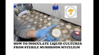 How to inoculate liquid culture  the best ways to start a mushroom LC from agar mycelium [upl. by Olly494]