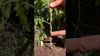 🍅Tomate Trasplante  Tutorado espiral [upl. by Enniroc422]