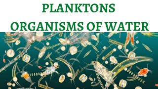 Planktons The Food of Oceans  Phytoplanktons amp Zooplanktons [upl. by Hepzi]