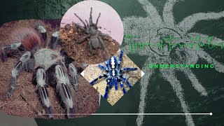 Uncover the types of tarantula tarantula exotic spneeo [upl. by Notselrahc]