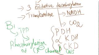 Coenzyme role of B1 Thiamine [upl. by Nessah979]