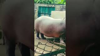 great Hippopotamus in Zoo Thrissur Kerala  Palakattu madhavan [upl. by Able]