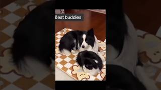 Unlikely Besties Cat and Dog’s Adorable Friendship [upl. by Eniamahs]