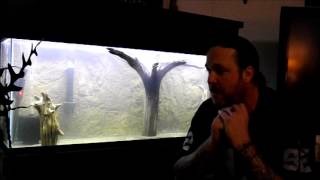 Cycle a freshwater aquarium using ammonia [upl. by Marta]