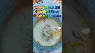 first batch babies raised successfully zebrafish danio breedingsuccess content animalsshorts [upl. by Gerbold]