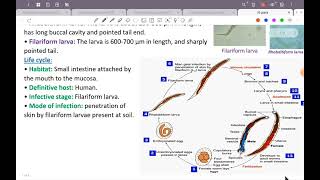 L6؛ ParaAncylostoma duodenal Strongyloides stercoralis TrichostrongylusGit 42 [upl. by Halden473]