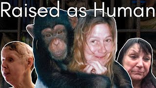 Imprisoned Drugged and Confused Travis the Chimp’s Attack on Charla Nash [upl. by Lanza222]