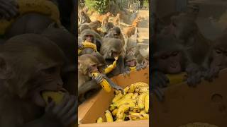 We made the monkeys happy with a box of bananas [upl. by Dlaregztif]