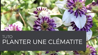 Tuto  Comment planter une Clématite [upl. by Jarvey321]