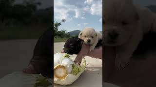 Bajie eats the cabbage so deliciously dog cutepet pig [upl. by Kenton]