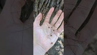 Spotting a Group of Harvestmen or Daddy Long Legs [upl. by Ibbed454]