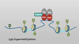 Molecular actions of the PMLRARα fusion protein in promyelocytic leukaemia [upl. by Salzhauer301]