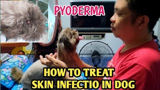 Pyoderma Skin Infection in Dogs Treatment Bacterial Infection [upl. by Sudnak]