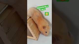 Recordando a Jerry hamsters [upl. by Eadnus]