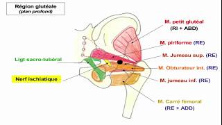 Appareil musculaire du membre inférieur [upl. by Diley750]