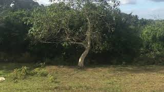 1 Hectare Farm Lot for Sale Alfonso Cavite [upl. by Gerry]