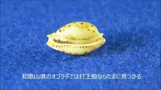 Cypraea beckii ジュズダマダカラ タカラガイ [upl. by Ax]