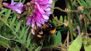 ABEJORRO Bombus terrestris libando flores de VEZA VELLOSA [upl. by Nesilla]