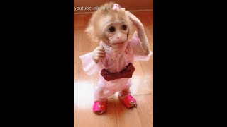 Pocket monkey Huahua dressed up to go out to play am I beautiful [upl. by Reidid277]