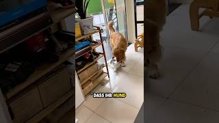 Hund schleppt Katze Um HILFE [upl. by Ileane307]