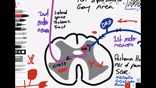 Opioid  Kinetics  Mechanism Of Action  Pain Pathway [upl. by Rena]