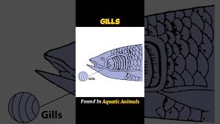 GILLS gills  WHAT IS GILLGILLS shortsviraltrending  •ONLY FOR LEARNERS• [upl. by Healion]