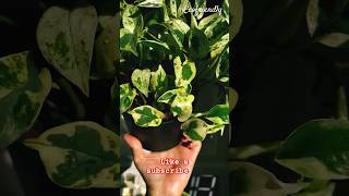 Pothos 🌱🌿 excellent short shortvideo indoorplants pothos moneyplant trendingshorts ytviral [upl. by Sloan]